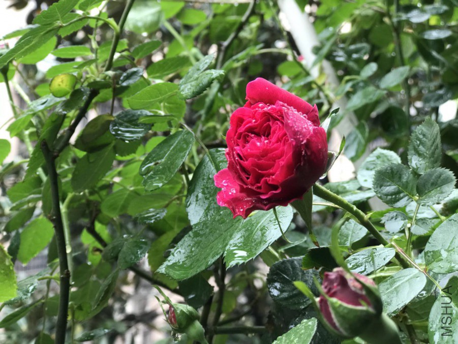΢��ͼƬ_201904202057064.jpg