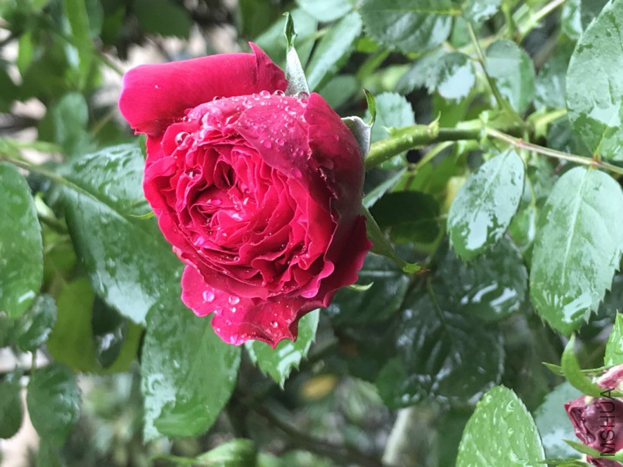 ΢��ͼƬ_201904202057063.jpg