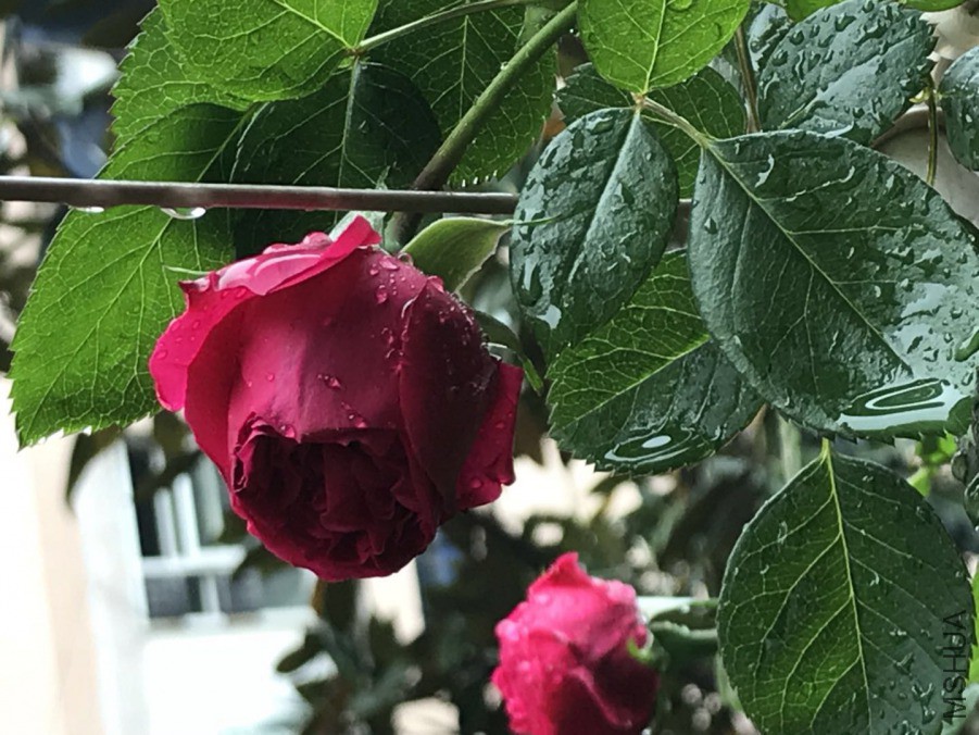΢��ͼƬ_201904202057062.jpg