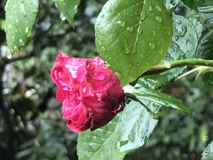 ΢��ͼƬ_201904202057061.jpg