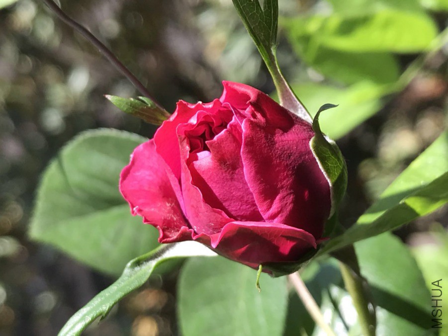 ΢��ͼƬ_201904202035489.jpg