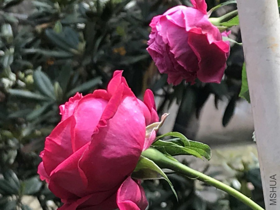 ΢��ͼƬ_201904202035485.jpg