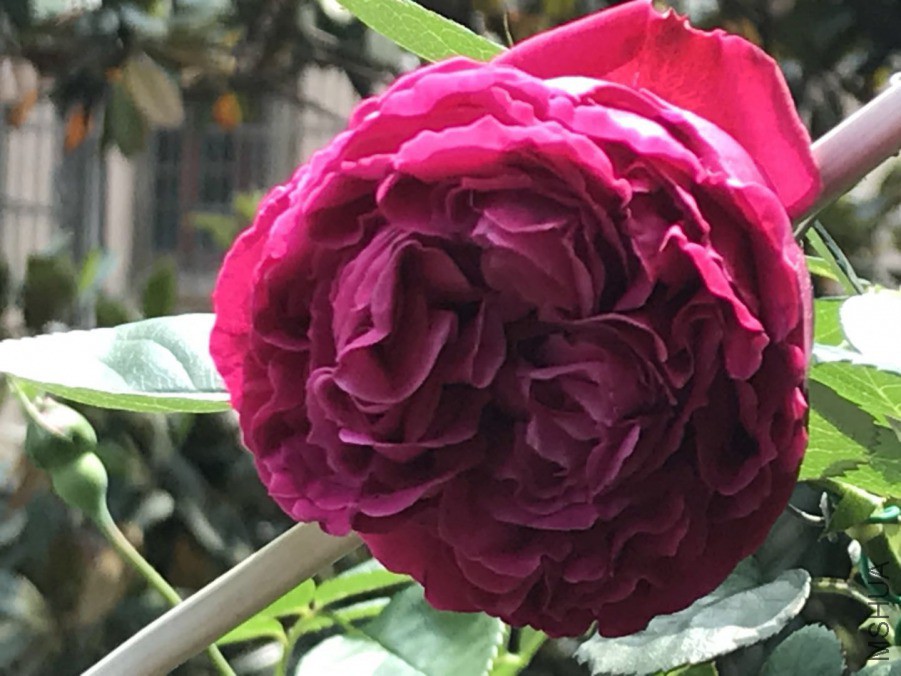 ΢��ͼƬ_201904202035484.jpg