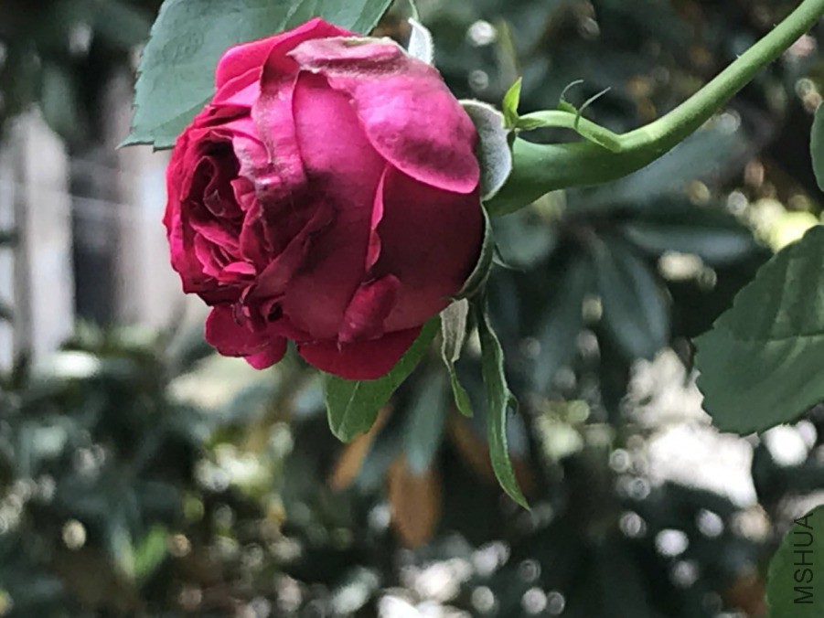 ΢��ͼƬ_201904202035482.jpg