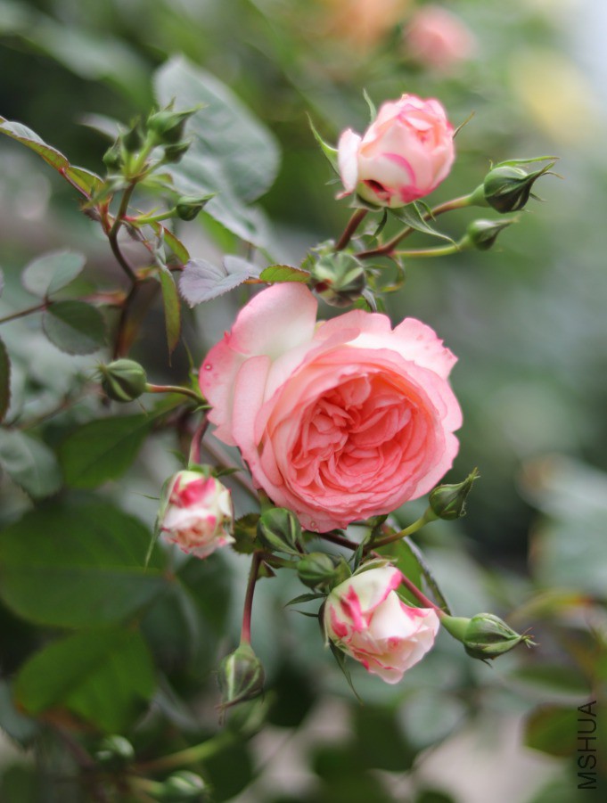 ����ǿɰ���