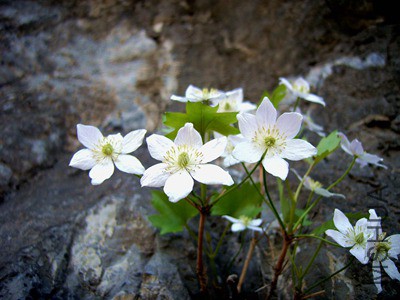 ��Ҷ������ (3) - ����.JPG