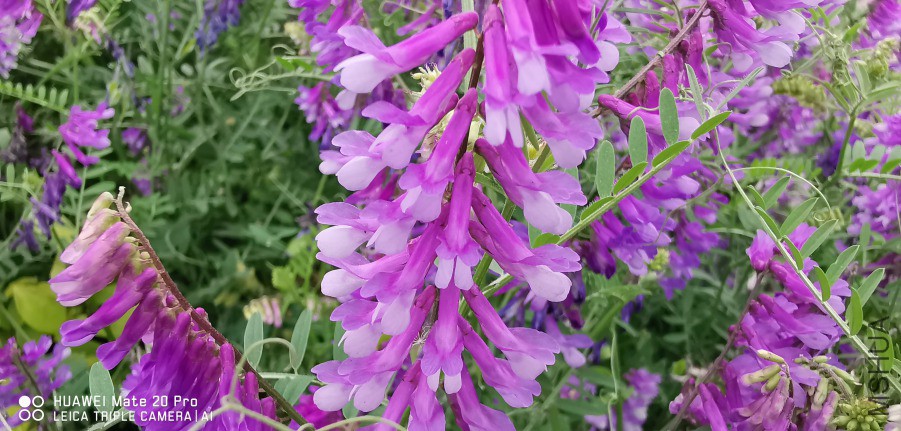 IMG_20190420_143120.jpg