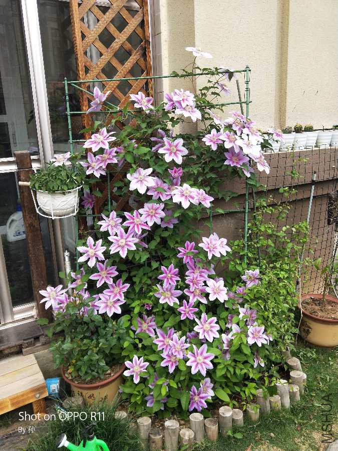 IMG20190421074205.jpg