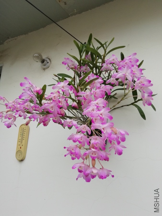 IMG_20190418_123115.jpg