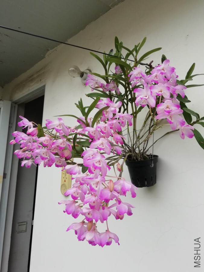 IMG_20190418_123027.jpg