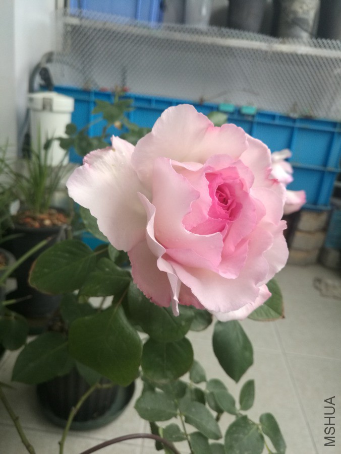 ɵɵ�ֲ����