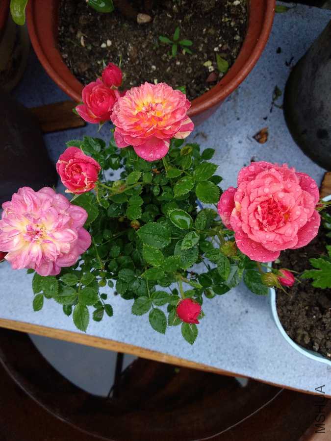 IMG_20190421_171902.jpg