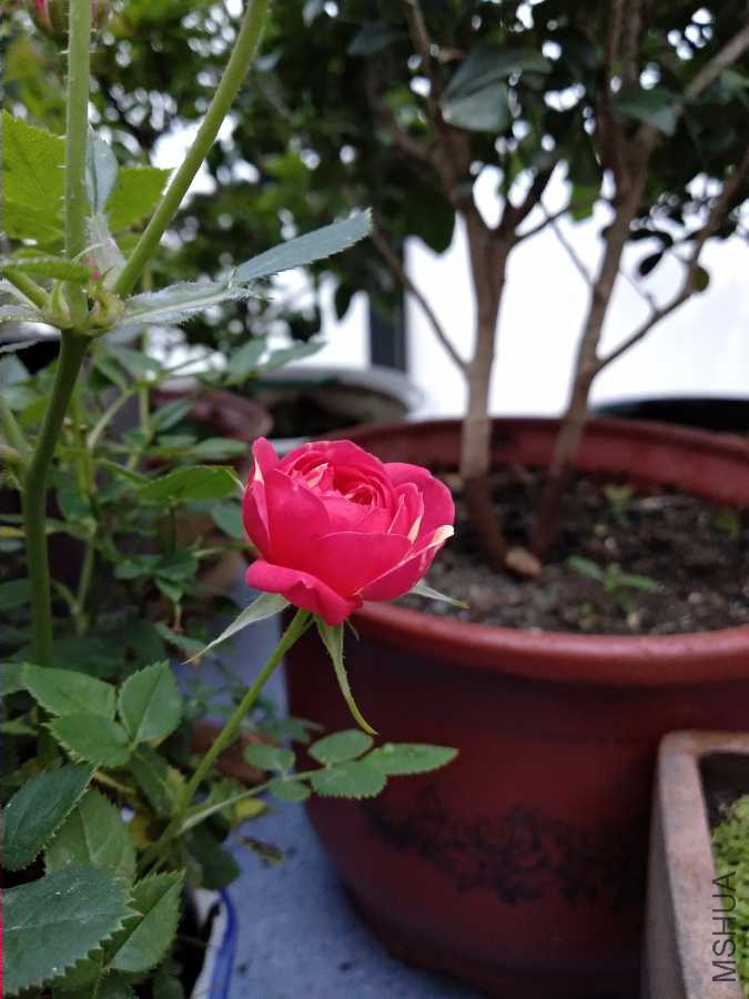 IMG_20190419_183021.jpg