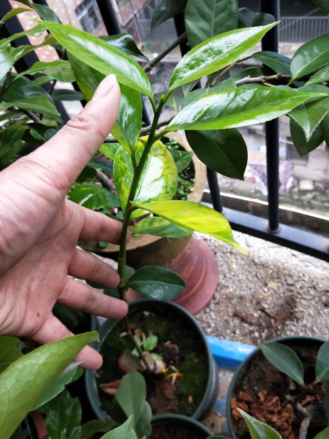 IMG20190421175014.jpg