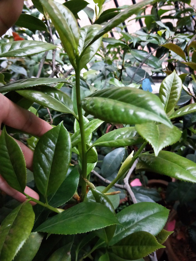 IMG20190421175056.jpg