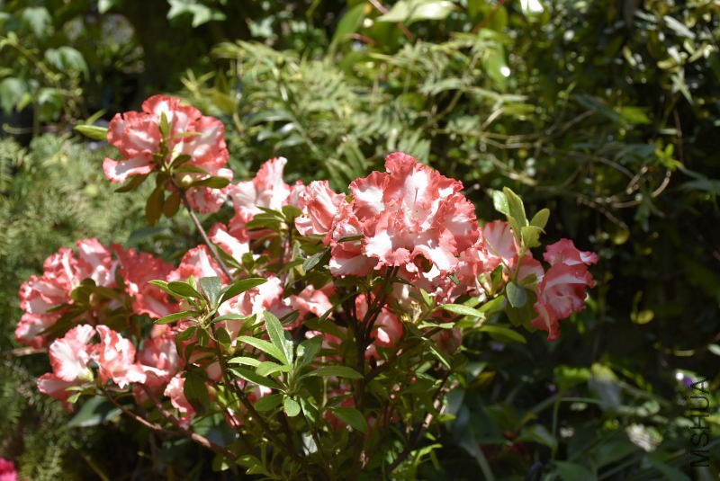 _DSC09161049.JPG