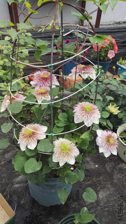 ΢��ͼƬ_20190422095825.jpg