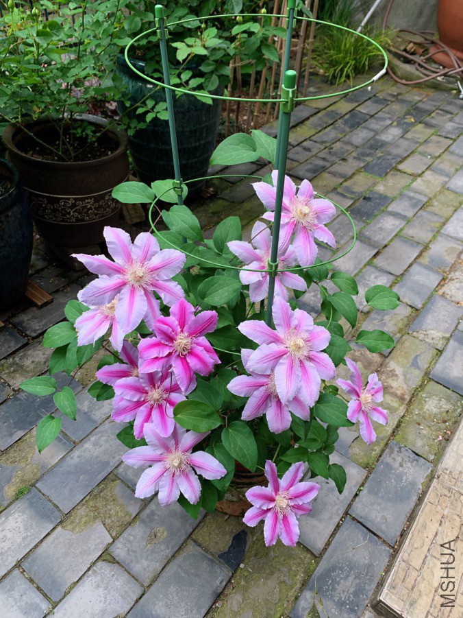 ��ʿ-20190421.jpg