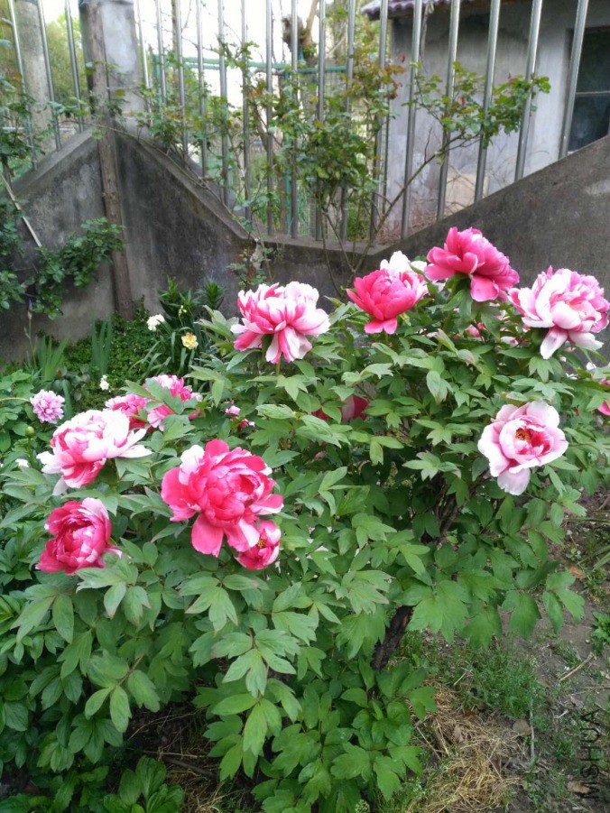 ΢��ͼƬ_20190419125546.jpg