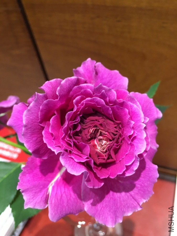 20190131_091355278_iOSs.jpg