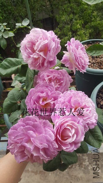 20190423_120828_��С��С_����.jpg