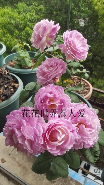 20190423_121441_��С��С_����.jpg