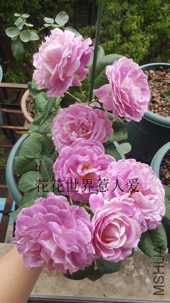 20190423_121056_��С��С_����.jpg