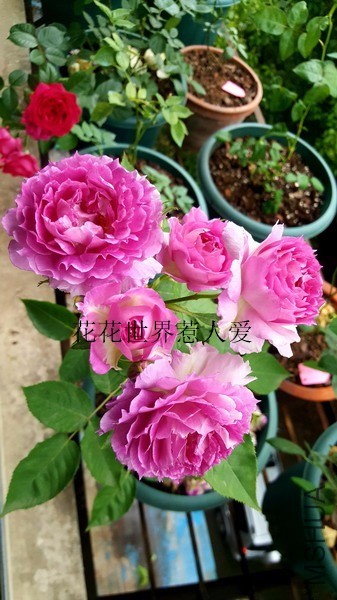 20190429_164051_��С��С_����.jpg