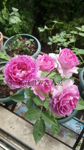 20190429_170120_��С��С_����.jpg