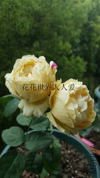 20190513_111946_��С��С_����.jpg