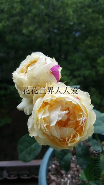 20190513_162502_��С��С_����.jpg