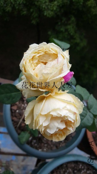 20190513_162804_��С��С_����.jpg
