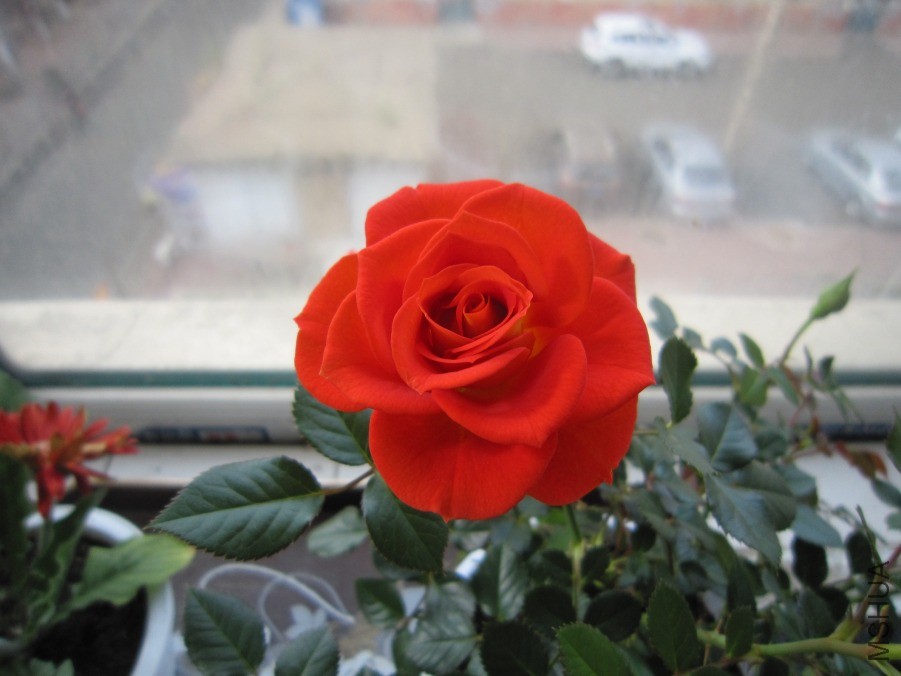 IMG_0015.JPG