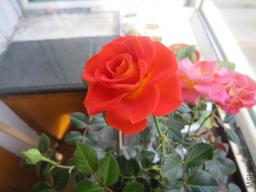 IMG_0017.JPG