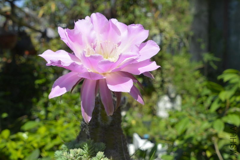_DSC01690024.JPG