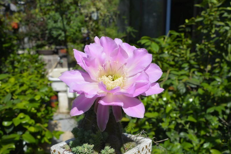_DSC01510006.JPG