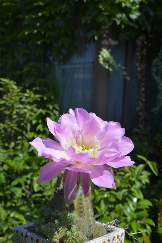 _DSC01470002.JPG