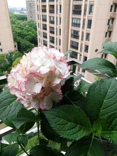 IMG_20190525_165736.jpg