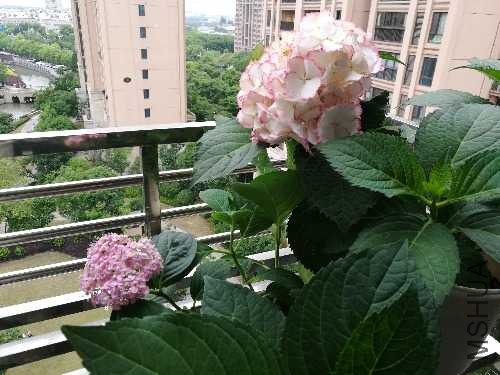 IMG_20190525_165705.jpg