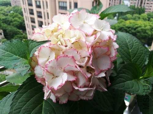 IMG_20190525_165458.jpg