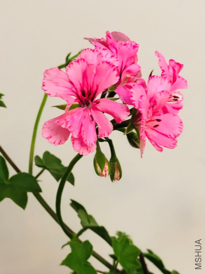 IMG_E2409.JPG
