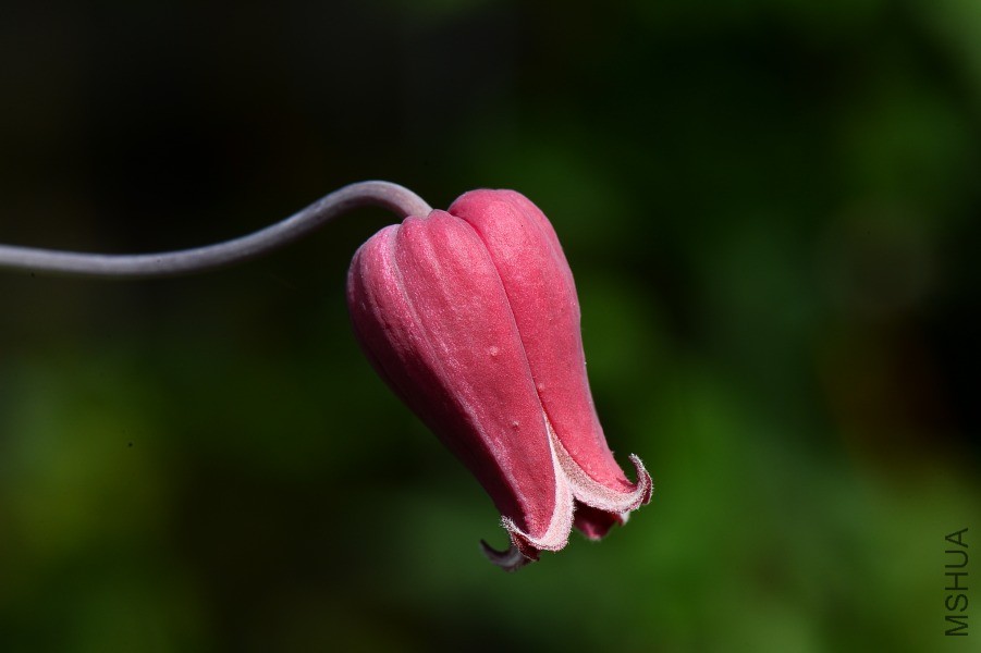 DSC_0290.JPG
