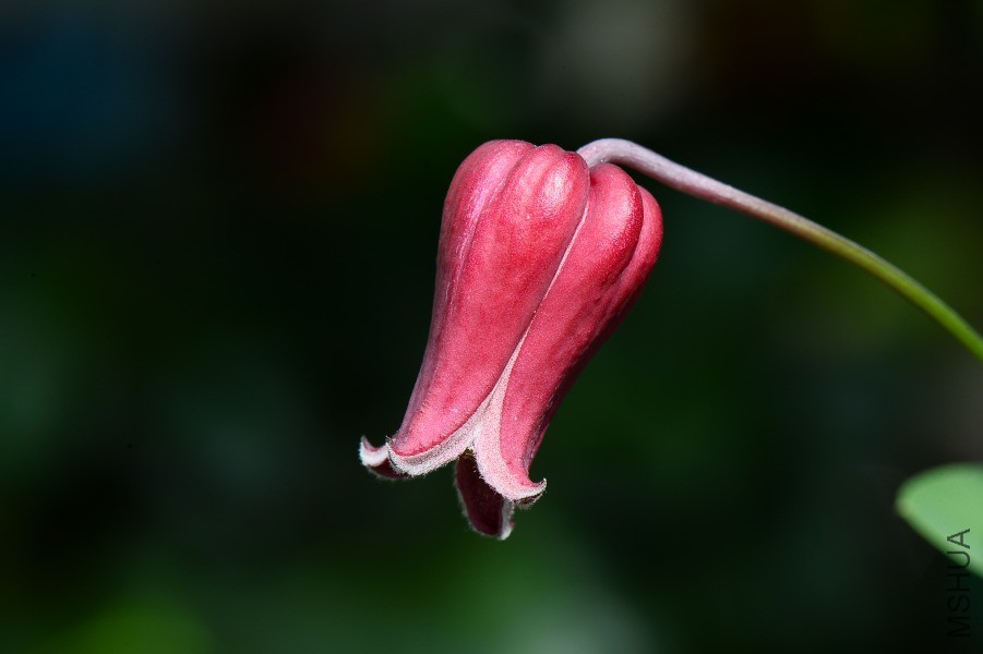 DSC_0306.JPG