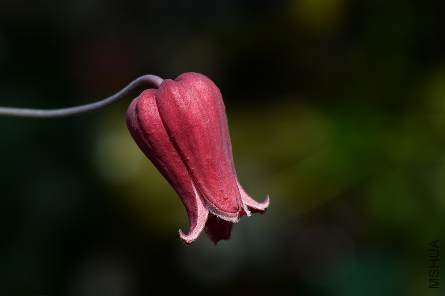 DSC_0286.JPG