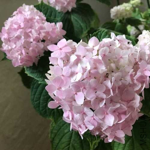 6DBEBC7B-23E3-451F-8B99-FD8444B1B890.jpeg