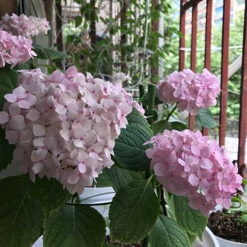 E9195EBE-A3F3-44FE-9B07-F8D585AD0801.jpeg