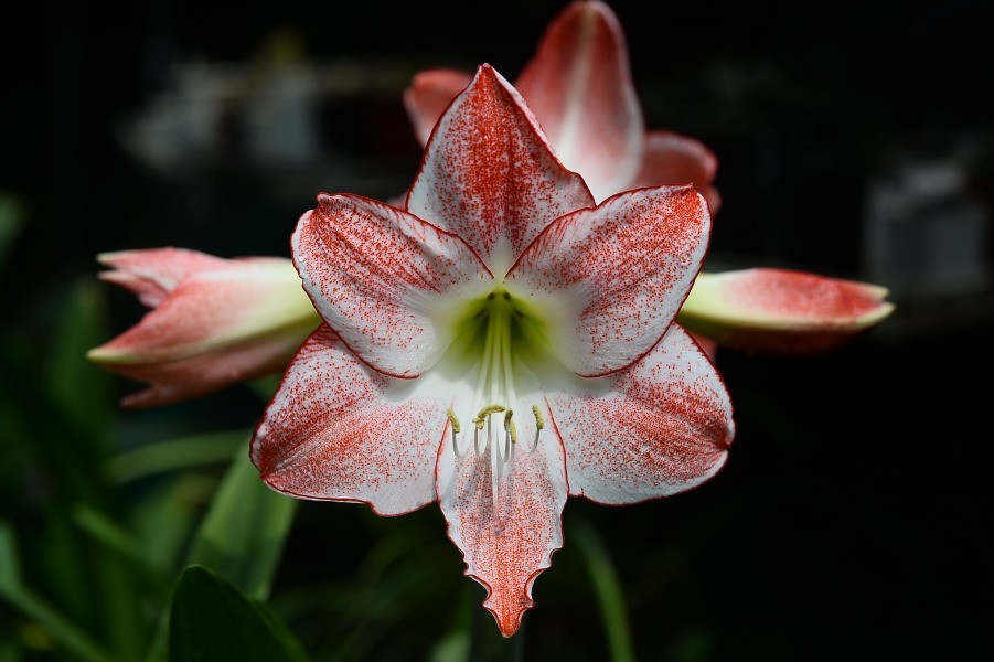 DSC_3005.JPG