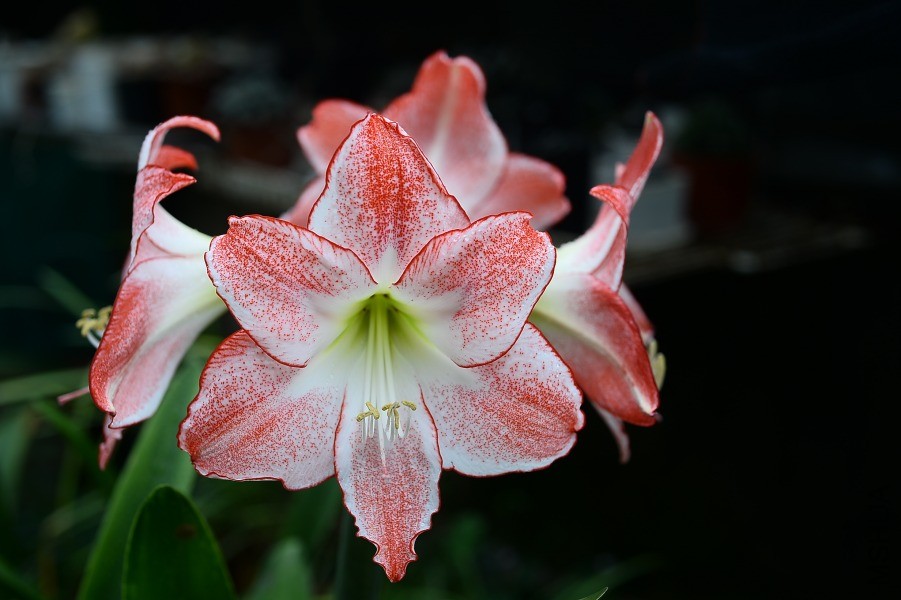 DSC_3065.JPG