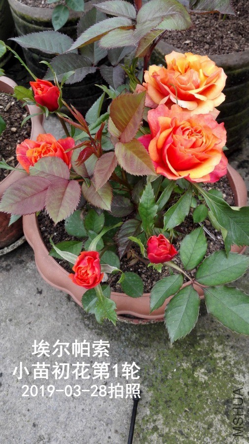 IMG_20190328_073608.jpg