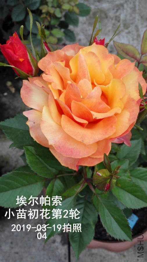 IMG_20190419_071543.jpg